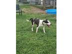 Adopt POE a Pit Bull Terrier