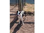 Adopt CAESAR a Shepherd