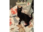 Adopt ATTICUS a Domestic Medium Hair