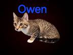 Adopt Owen a Domestic Short Hair, Tabby