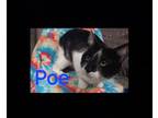 Adopt POE @petsmart in jackson a Domestic Medium Hair