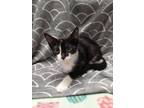 Adopt COZMO a Domestic Medium Hair