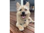 Adopt Chewy a Cairn Terrier