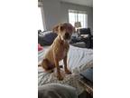 Adopt Kit a Terrier