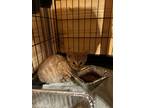Adopt Marvin a Domestic Long Hair