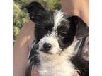 Adopt ROCKY a Terrier