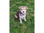 Adopt Wasabi a Husky, Mixed Breed