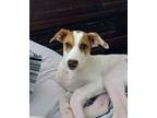 Adopt Norman a Australian Cattle Dog / Blue Heeler, Labrador Retriever