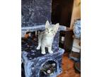 Adopt Tetlin a Domestic Short Hair