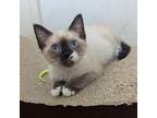 Adopt Eros a Siamese