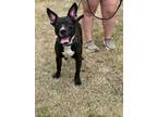 Adopt Spaz a American Staffordshire Terrier