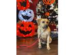 Adopt Jethro a Beagle, Labrador Retriever