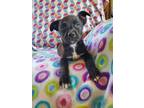 Adopt Kover a Mixed Breed