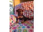 Adopt Toka a German Shepherd Dog, Mixed Breed
