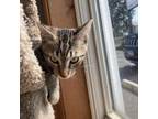 Adopt Moli a Domestic Short Hair