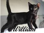 Adopt William a Domestic Short Hair