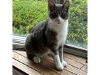 Adopt Gavin 2747 a Domestic Short Hair