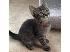 Adopt Oakley 8920 a Domestic Short Hair