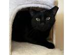 Adopt Cosmo B. a Domestic Short Hair