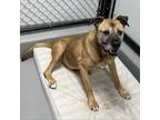 Adopt Whitt a Boxer