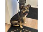 Adopt Bacon a Rottweiler, Mixed Breed