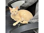 Adopt Louis a Domestic Short Hair