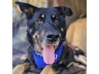 Adopt Reginald T a German Shepherd Dog