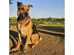 Adopt Spark T a German Shepherd Dog