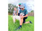Adopt Petey the Prince of Toys a American Staffordshire Terrier