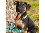 Adopt Cosmo Bethea a Labrador Retriever, Mixed Breed