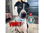 Adopt Vinny The Good Fella a Border Collie, Greyhound