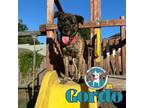 Adopt Gordo Good Boy, Water Dog, Snuggle Bug a German Shepherd Dog