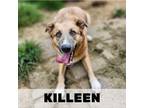 Adopt Killeen a Great Pyrenees