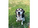 Adopt Davidson a Beagle, Hound