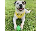 Adopt Blue Collar a Pit Bull Terrier