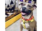 Adopt Raspberry a Pit Bull Terrier