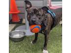 Adopt Jumanji a Pit Bull Terrier