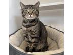 Adopt Sago Palm a Domestic Short Hair