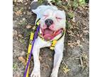 Adopt Whippersnapper a Pit Bull Terrier