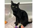 Adopt Draco a Domestic Short Hair