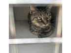 Adopt Mandevilla a Domestic Short Hair