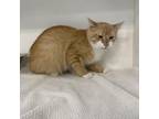 Adopt Merlin a Domestic Medium Hair