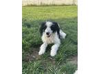 Adopt Marley a Poodle, Bernese Mountain Dog