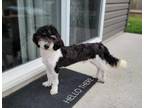 Adopt Ervy a Poodle, Bernese Mountain Dog