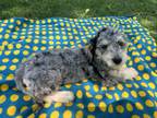 Adopt Pepper a Poodle, Bernese Mountain Dog