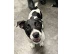Adopt Alex a Mixed Breed