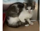 Adopt Lemon a Domestic Short Hair