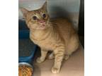 Adopt Zipper a Domestic Short Hair