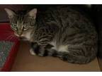 Adopt Scooter a Domestic Short Hair