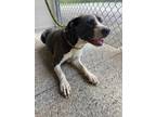 Adopt Howard a Mixed Breed